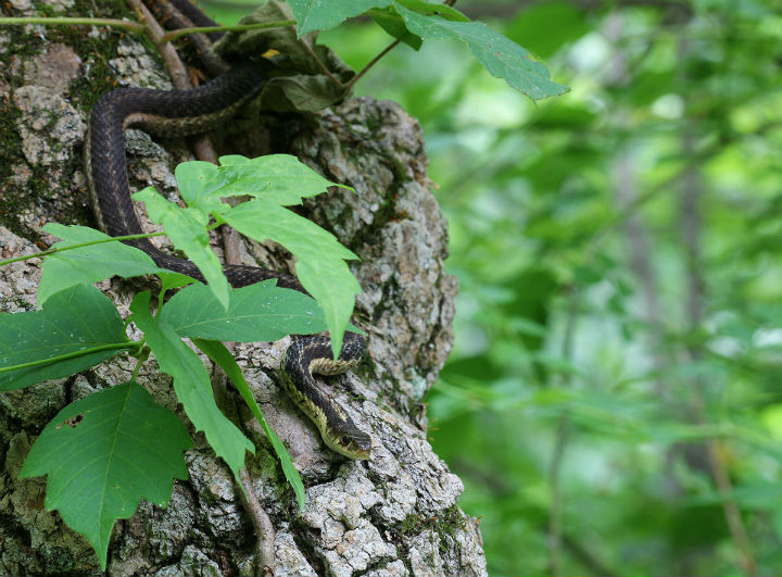 Eastern Garter Snake